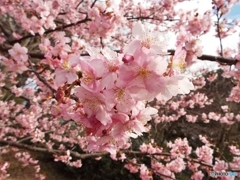 河津桜6