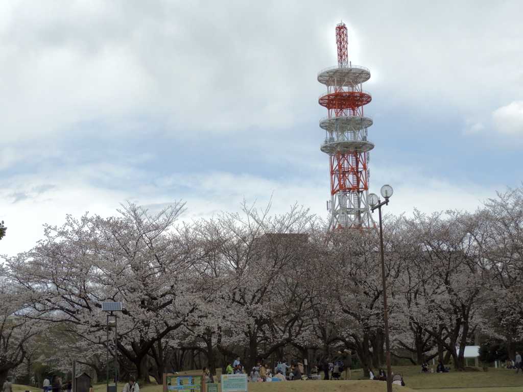 お花見7