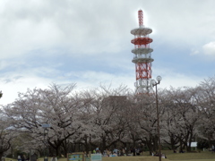お花見7