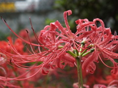 曼珠沙華1