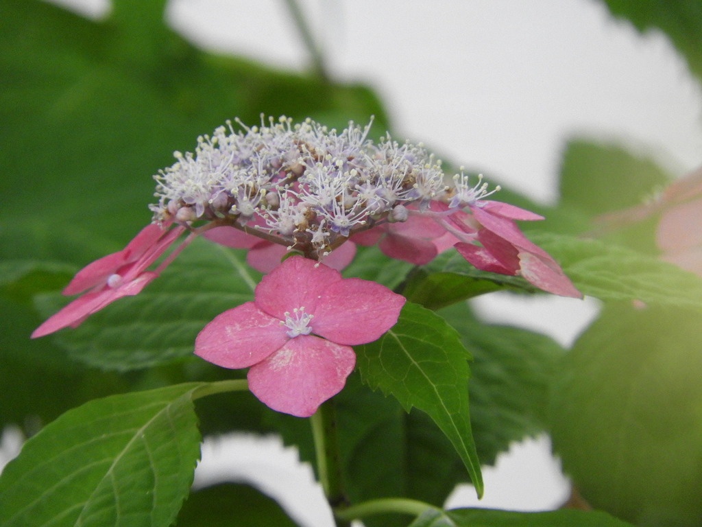 豊島園・紫陽花15