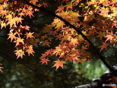 殿ヶ谷戸庭園・もみじ11