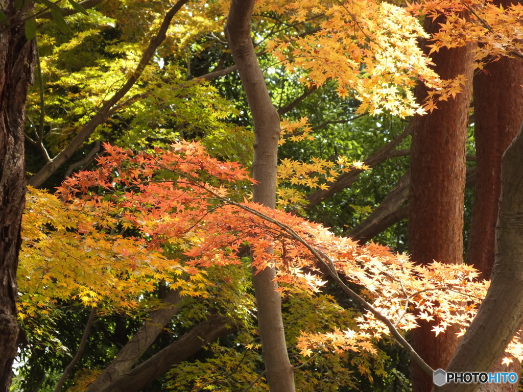 秋の殿ヶ谷戸庭園15