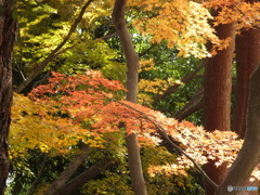 秋の殿ヶ谷戸庭園15
