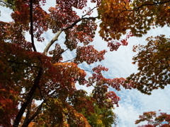 紅葉の日本庭園27