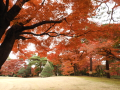 殿ヶ谷戸庭園2