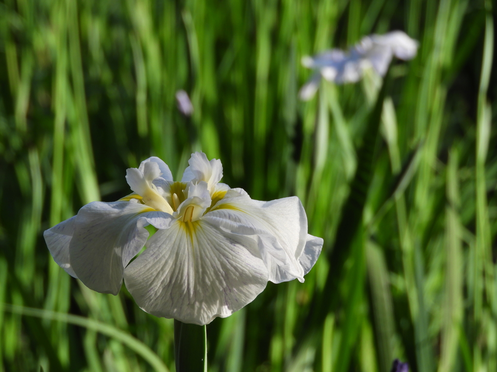 智光山公園・花菖蒲9