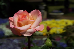智光山公園・薔薇18