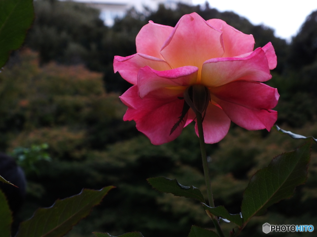 薔薇6