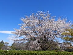 昭和記念公園・桜 1