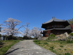 天岑寺桜1