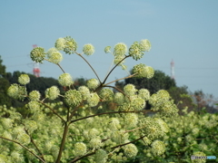 ウドの花