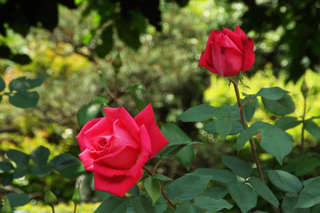 智光山公園・薔薇13