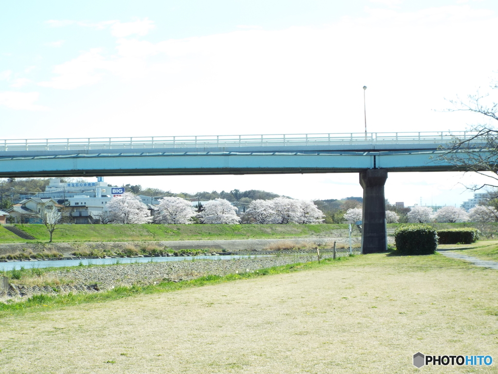 お花見15