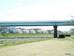 お花見15