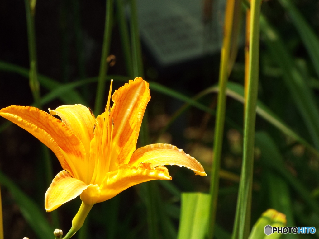 東京都薬用植物園・野萱草1