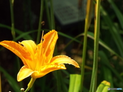 東京都薬用植物園・野萱草1