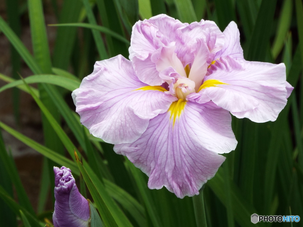 北山公園・花菖蒲13