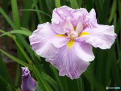 北山公園・花菖蒲13