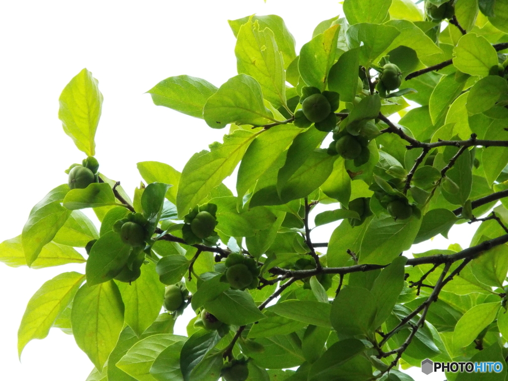 東京都薬用植物園・柿