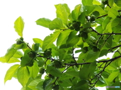 東京都薬用植物園・柿