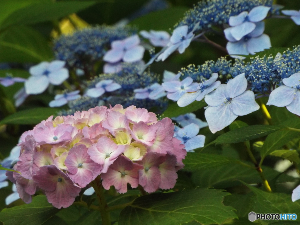 小平あじさい公園19