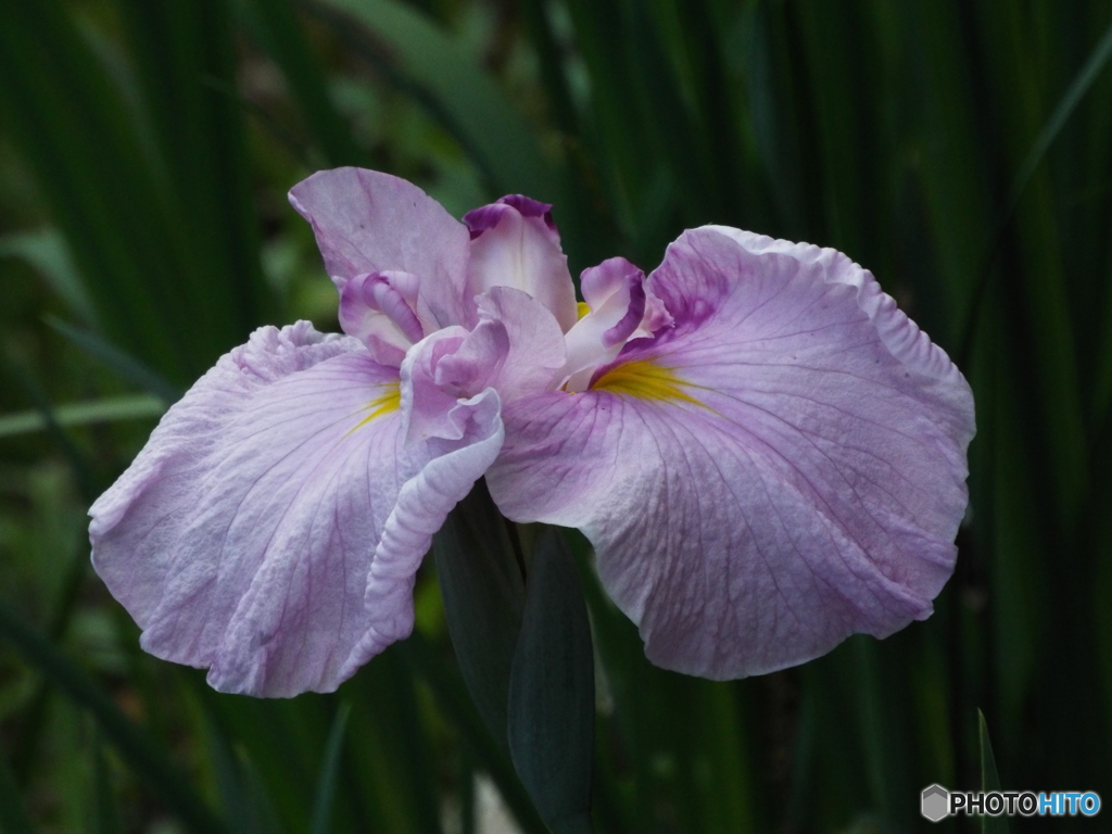 花菖蒲7