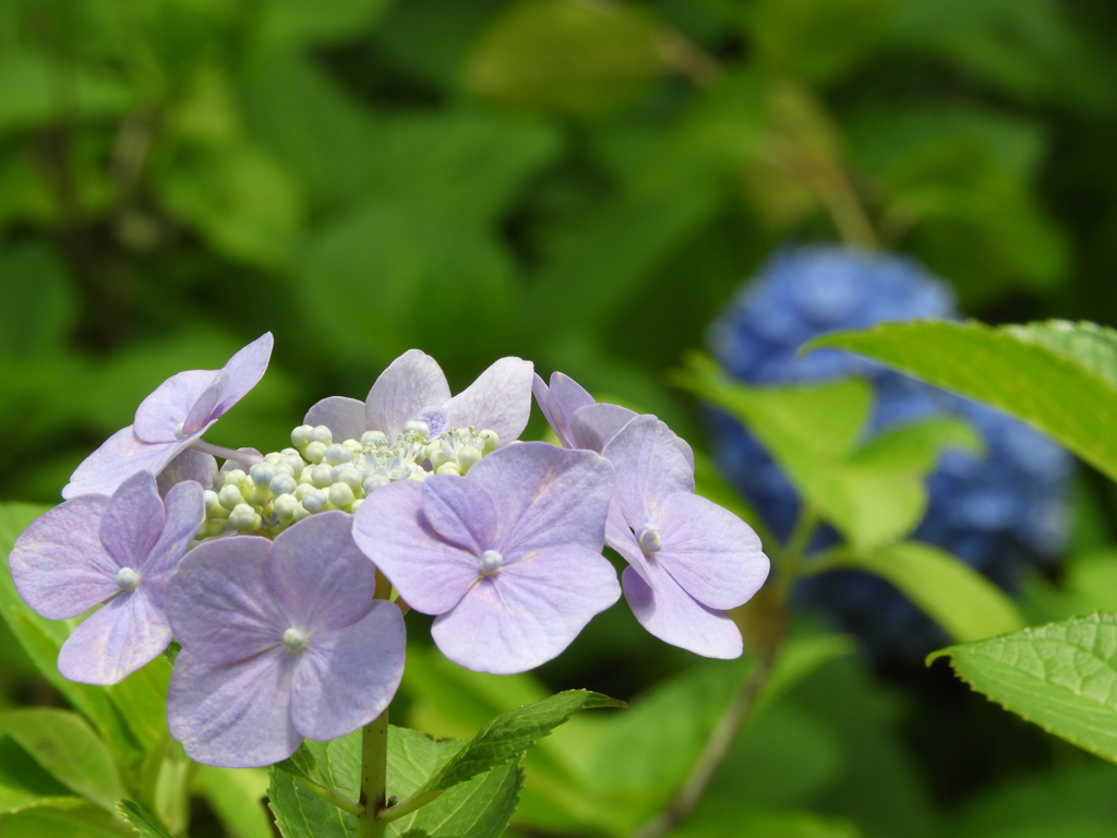 豊島園・額紫陽花7