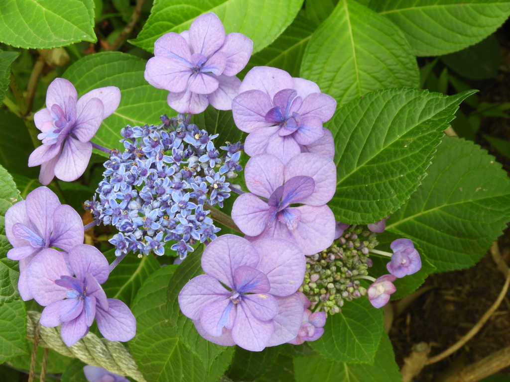 豊島園・額紫陽花1