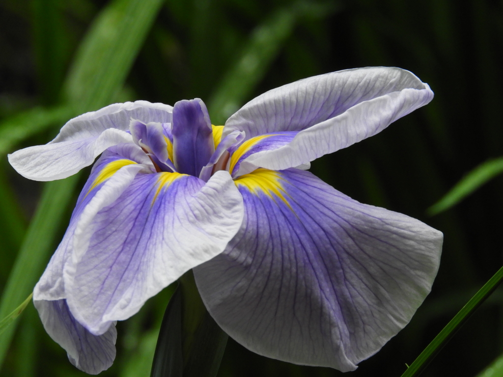 智光山公園・花菖蒲11