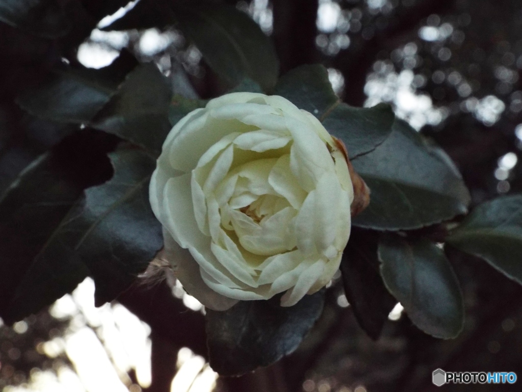 山茶花