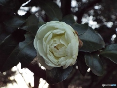 山茶花