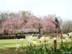 智光山公園2