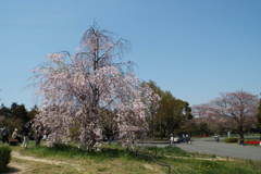 DSCF0105