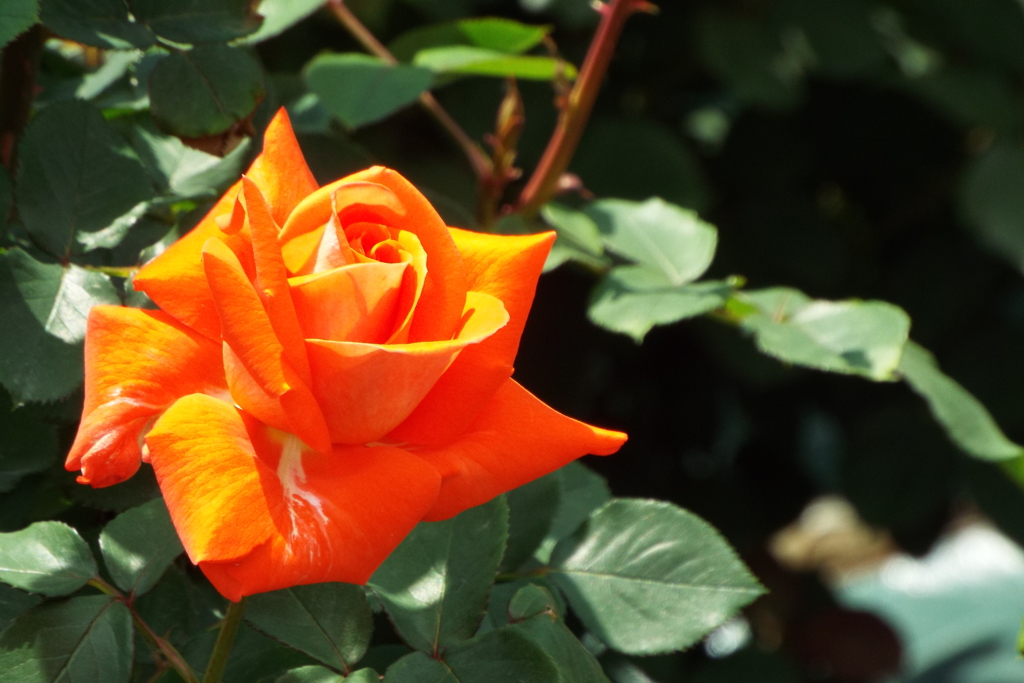 智光山公園・薔薇3