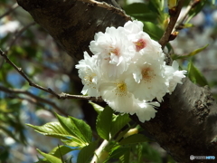 十月桜1
