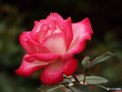 薔薇18