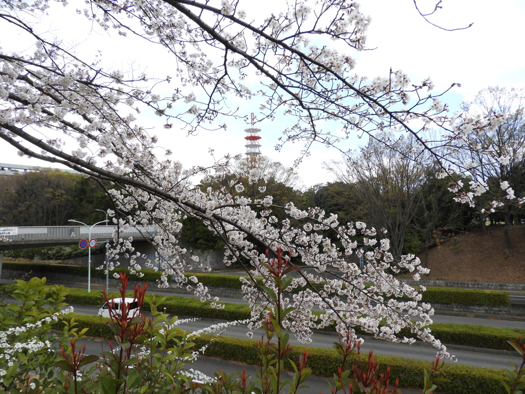 お花見4