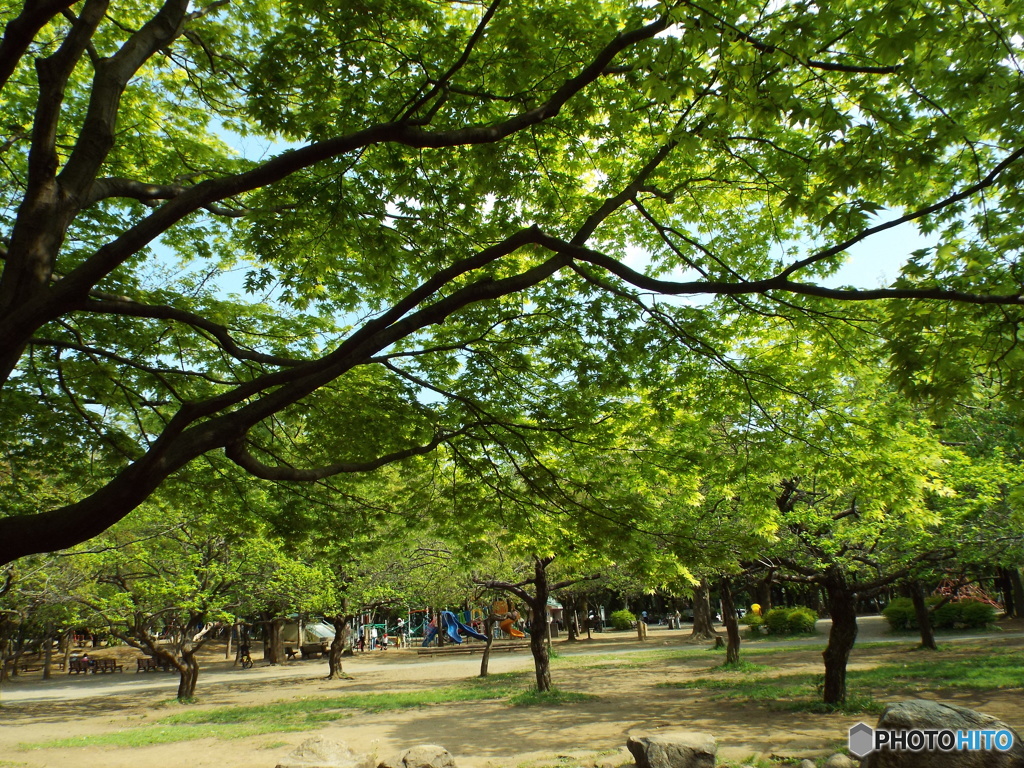 新緑の所沢航空記念公園3