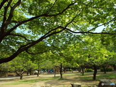 新緑の所沢航空記念公園3