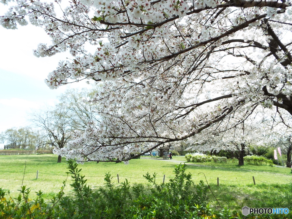 桜4