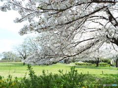 桜4