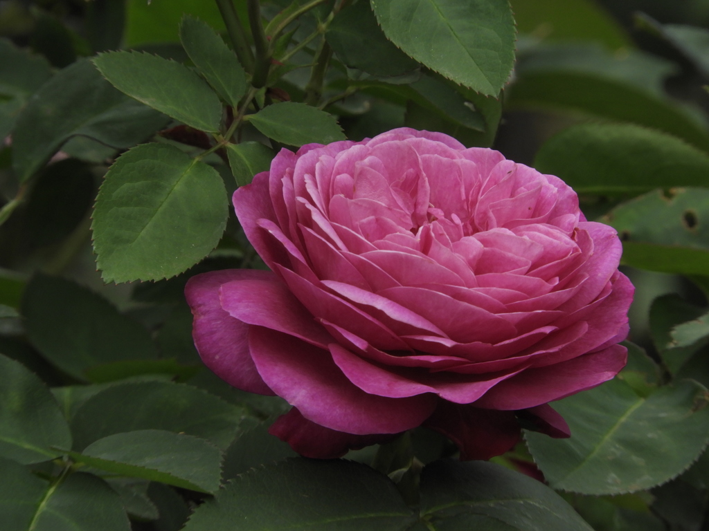 薔薇10