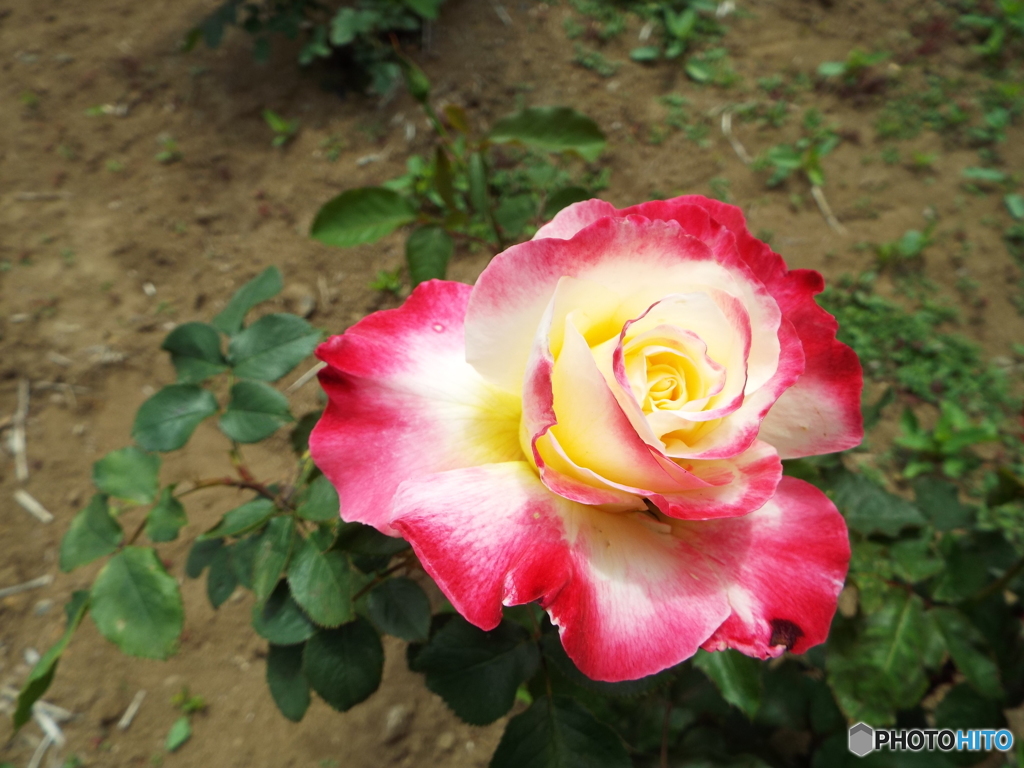 薔薇1