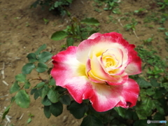 薔薇1