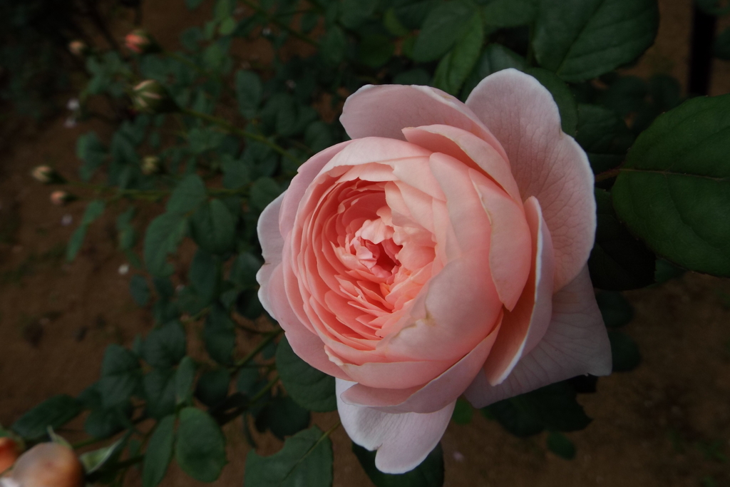 智光山公園・薔薇7