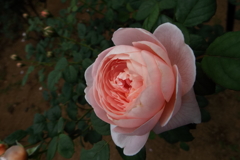 智光山公園・薔薇7
