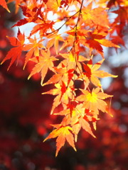 殿ヶ谷戸庭園・もみじ6
