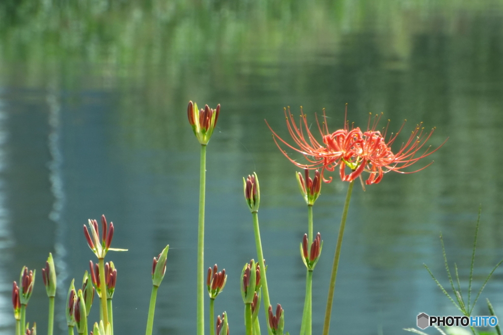 岸辺に咲く曼珠沙華8