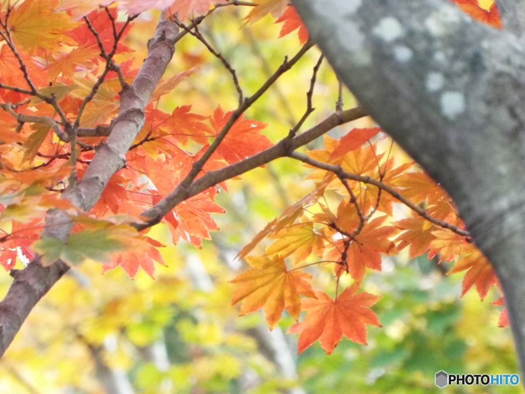 紅葉の日本庭園39